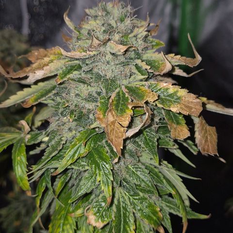 💚Bubba kush 🦝 (56-63 BT) growlog timeline photo