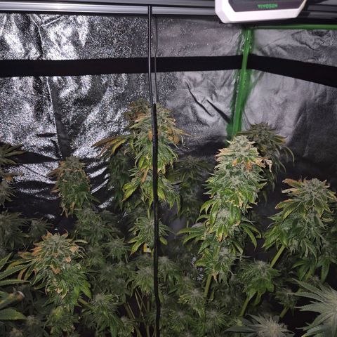 💚Bubba kush 🦝 (56-63 BT) growlog timeline photo