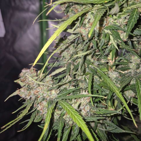 💚CHOCOLOPE 🍫 ☕️auto (56-63 BT) growlog timeline photo