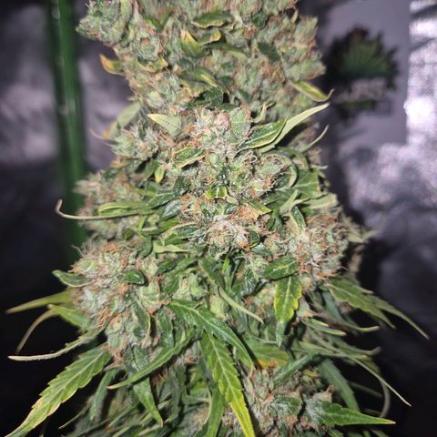 💚CHOCOLOPE 🍫 ☕️auto (56-63 BT) growlog timeline photo