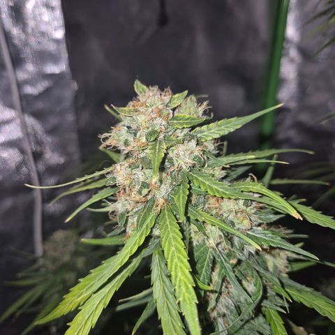 💚CHOCOLOPE 🍫 ☕️auto (56-63 BT) growlog timeline photo