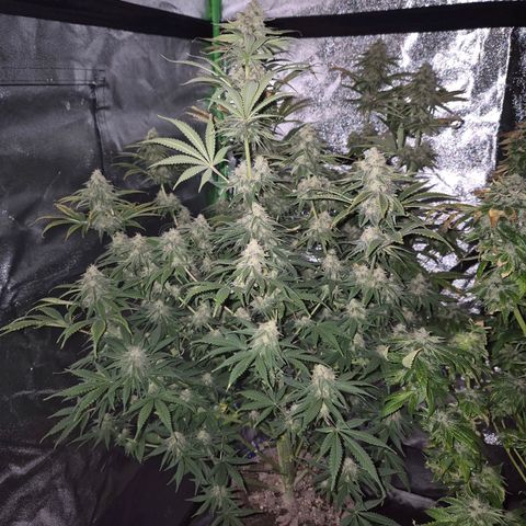 Tangerine dream 🌴 (60-65bt)  growlog timeline photo