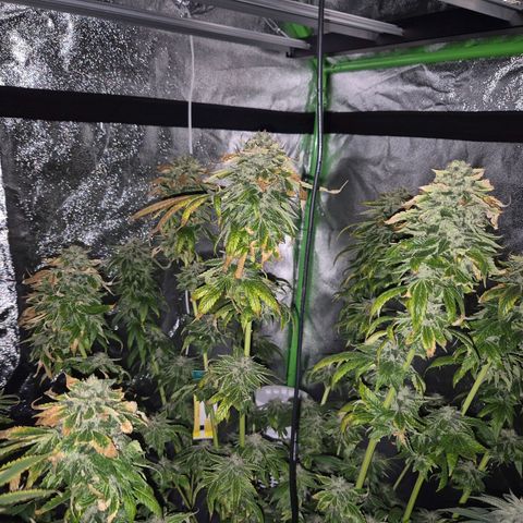 💚Bubba kush 🦝 (56-63 BT) growlog timeline photo