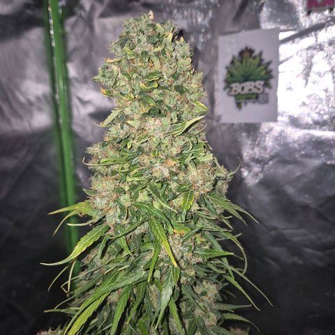💚CHOCOLOPE 🍫 ☕️auto (56-63 BT) growlog timeline photo