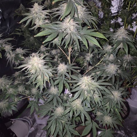 Mimosa evo stecki  🍊🍋🍍 (65-70bt) growlog timeline photo