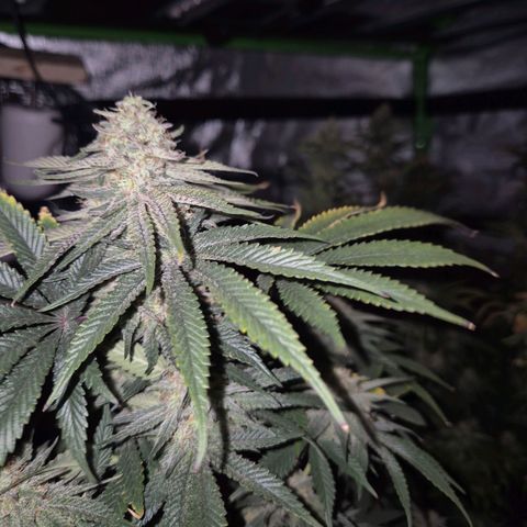 Mimosa evo stecki  🍊🍋🍍 (65-70bt) growlog timeline photo