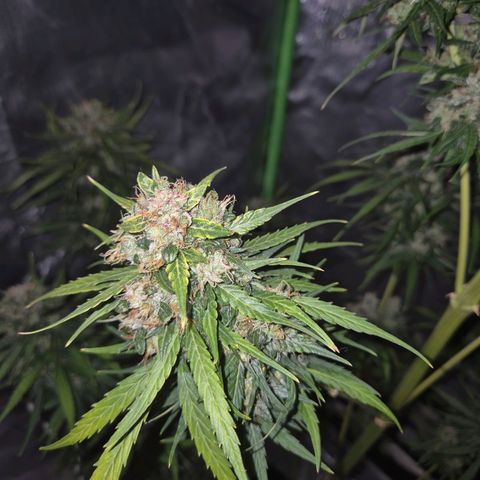 💚CHOCOLOPE 🍫 ☕️auto (56-63 BT) growlog timeline photo