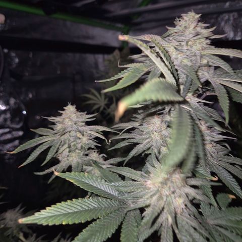 Mimosa evo stecki  🍊🍋🍍 (65-70bt) growlog timeline photo