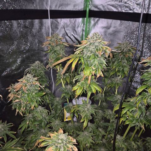 💚Bubba kush 🦝 (56-63 BT) growlog timeline photo