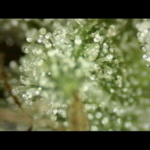 💚CHOCOLOPE 🍫 ☕️auto (56-63 BT) growlog timeline photo