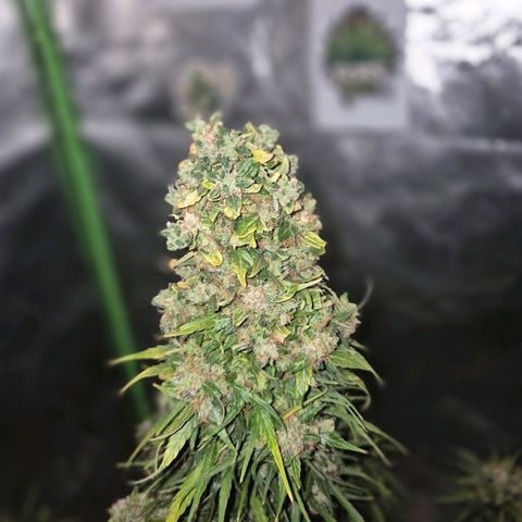 💚CHOCOLOPE 🍫 ☕️auto (56-63 BT) growlog timeline photo