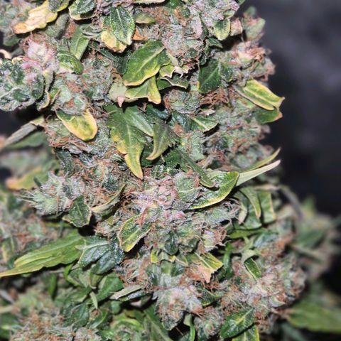 💚CHOCOLOPE 🍫 ☕️auto (56-63 BT) growlog timeline photo