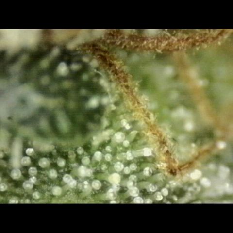💚CHOCOLOPE 🍫 ☕️auto (56-63 BT) growlog timeline photo