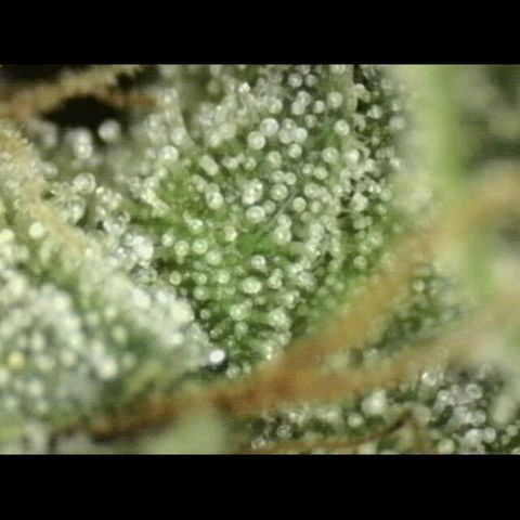 💚CHOCOLOPE 🍫 ☕️auto (56-63 BT) growlog timeline photo