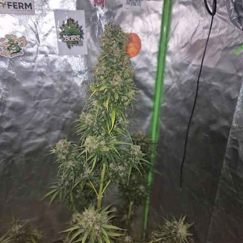 💚CHOCOLOPE 🍫 ☕️auto (56-63 BT) growlog timeline photo