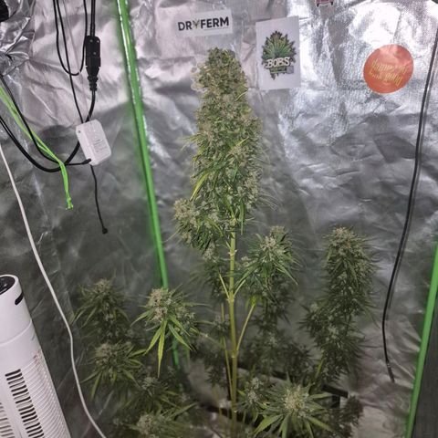 💚CHOCOLOPE 🍫 ☕️auto (56-63 BT) growlog timeline photo
