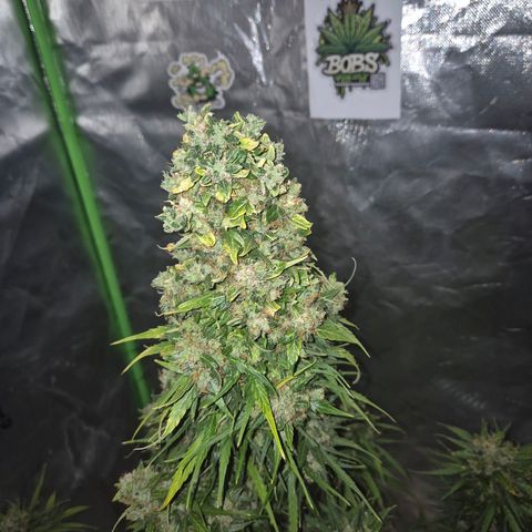 💚CHOCOLOPE 🍫 ☕️auto (56-63 BT) growlog timeline photo