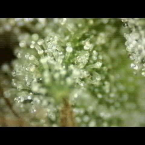 💚CHOCOLOPE 🍫 ☕️auto (56-63 BT) growlog timeline photo
