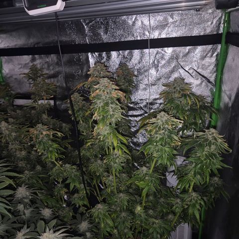 💚Bubba kush 🦝 (56-63 BT) growlog timeline photo