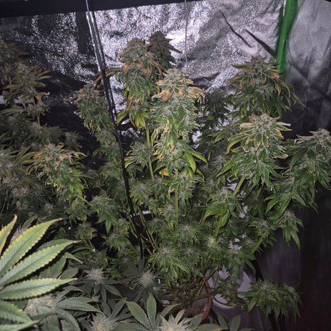 💚Bubba kush 🦝 (56-63 BT) growlog timeline photo