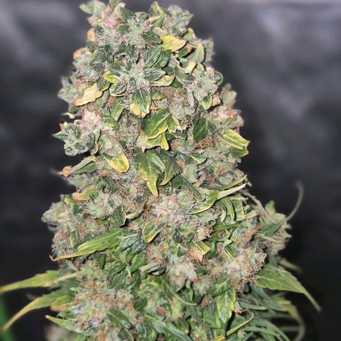 💚CHOCOLOPE 🍫 ☕️auto (56-63 BT) growlog timeline photo