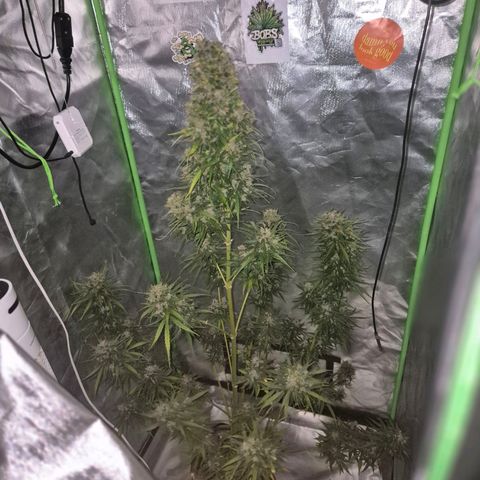 💚CHOCOLOPE 🍫 ☕️auto (56-63 BT) growlog timeline photo