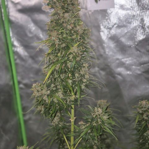 💚CHOCOLOPE 🍫 ☕️auto (56-63 BT) growlog timeline photo