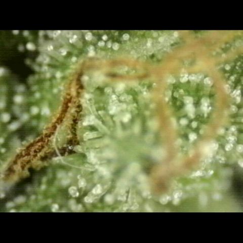 💚CHOCOLOPE 🍫 ☕️auto (56-63 BT) growlog timeline photo
