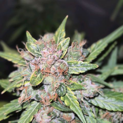 💚CHOCOLOPE 🍫 ☕️auto (56-63 BT) growlog timeline photo