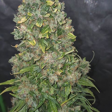 💚CHOCOLOPE 🍫 ☕️auto (56-63 BT) growlog timeline photo