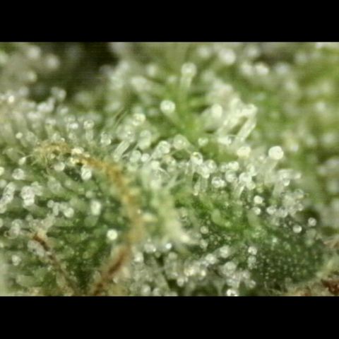 💚CHOCOLOPE 🍫 ☕️auto (56-63 BT) growlog timeline photo