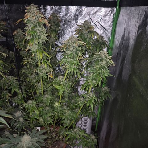 💚Bubba kush 🦝 (56-63 BT) growlog timeline photo