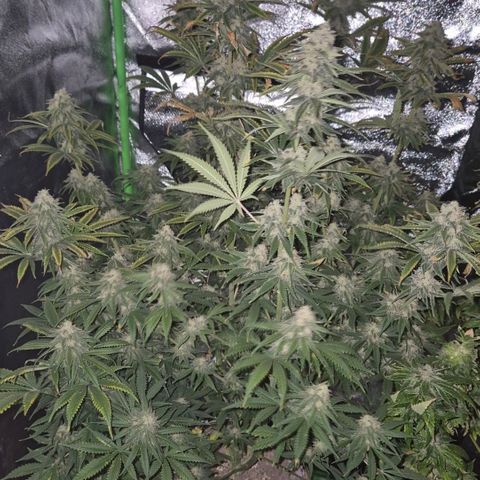 Tangerine dream 🌴 (60-65bt)  growlog timeline photo