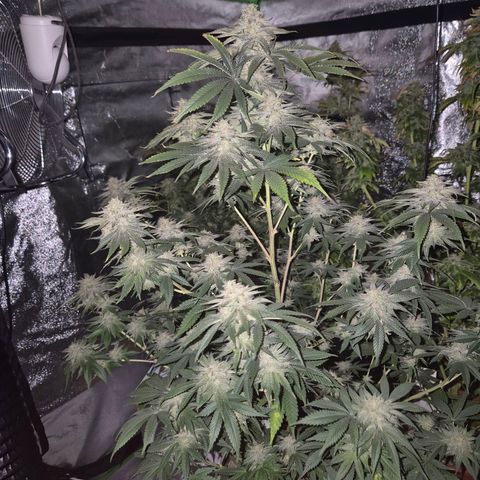Mimosa evo stecki  🍊🍋🍍 (65-70bt) growlog timeline photo
