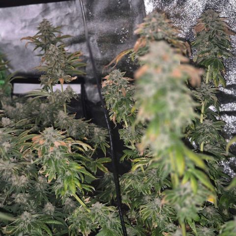 💚Bubba kush 🦝 (56-63 BT) growlog timeline photo