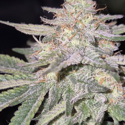 Mimosa evo stecki  🍊🍋🍍 (65-70bt) growlog timeline photo