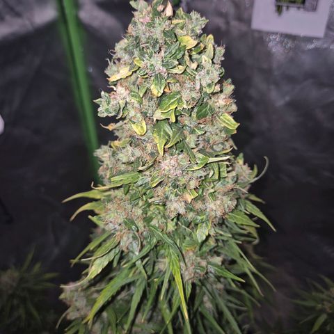 💚CHOCOLOPE 🍫 ☕️auto (56-63 BT) growlog timeline photo