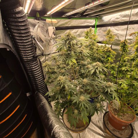 Mimosa evo stecki  🍊🍋🍍 (65-70bt) growlog timeline photo