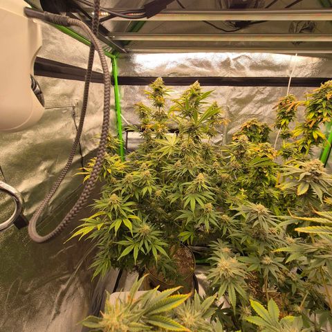 Tangerine dream 🌴 (60-65bt)  growlog timeline photo