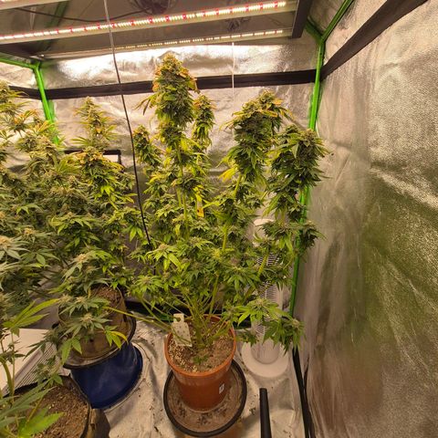 💚Bubba kush 🦝 (56-63 BT) growlog timeline photo