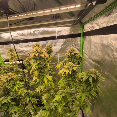 💚Bubba kush 🦝 (56-63 BT) growlog timeline photo