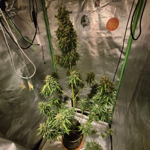💚CHOCOLOPE 🍫 ☕️auto (56-63 BT) growlog timeline photo
