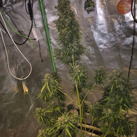 💚CHOCOLOPE 🍫 ☕️auto (56-63 BT) growlog timeline photo