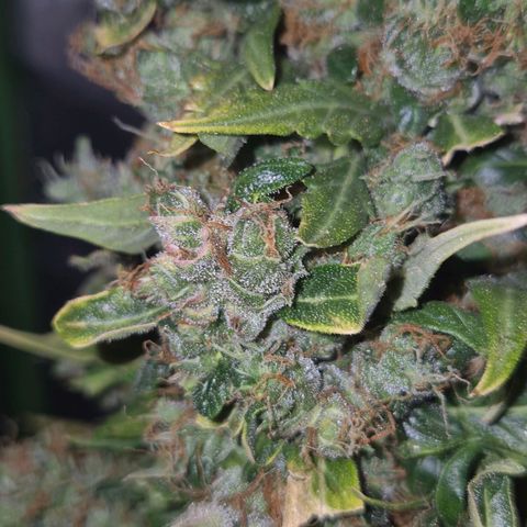 💚CHOCOLOPE 🍫 ☕️auto (56-63 BT) growlog timeline photo