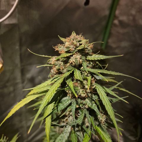 💚CHOCOLOPE 🍫 ☕️auto (56-63 BT) growlog timeline photo