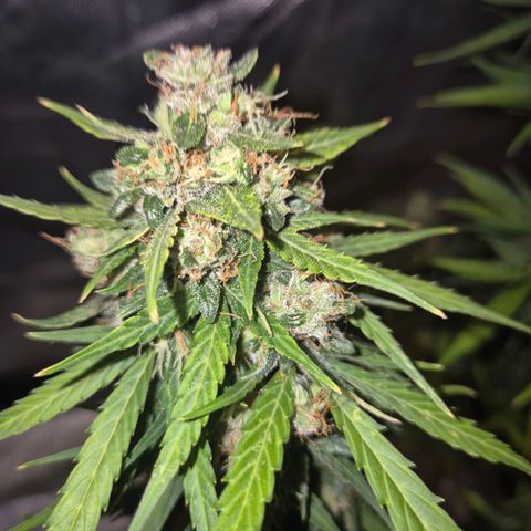 💚CHOCOLOPE 🍫 ☕️auto (56-63 BT) growlog timeline photo