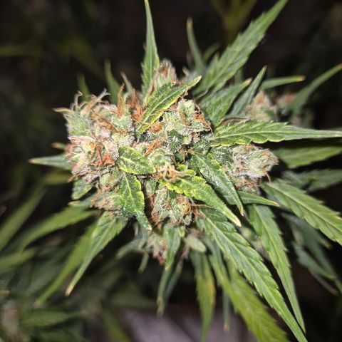 💚CHOCOLOPE 🍫 ☕️auto (56-63 BT) growlog timeline photo