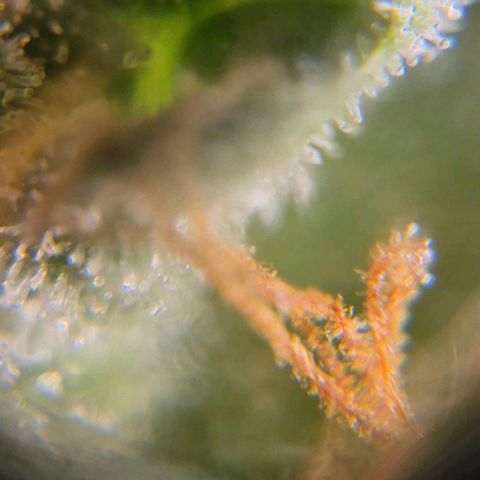 💚CHOCOLOPE 🍫 ☕️auto (56-63 BT) growlog timeline photo