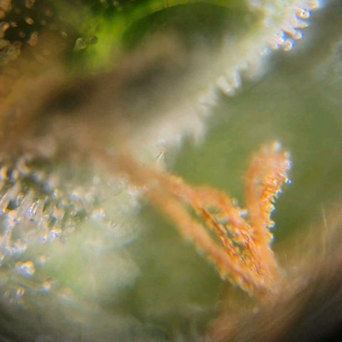 💚CHOCOLOPE 🍫 ☕️auto (56-63 BT) growlog timeline photo