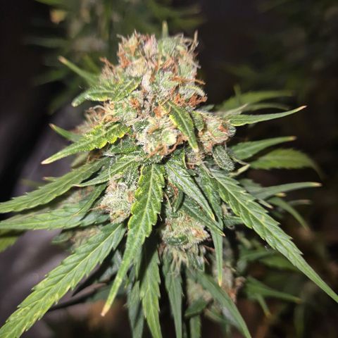 💚CHOCOLOPE 🍫 ☕️auto (56-63 BT) growlog timeline photo